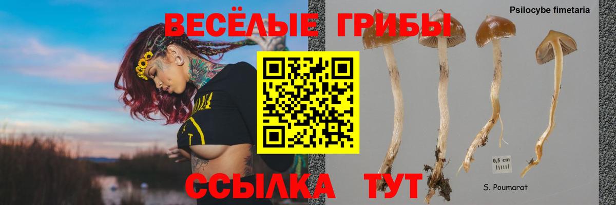 Псилоцибиновые грибы Cubensis  Вход с VPN  Кохма 